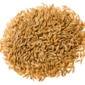 Barley