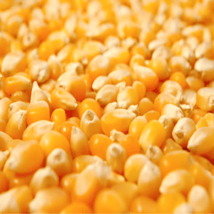 Corn