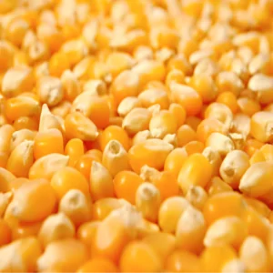 Corn