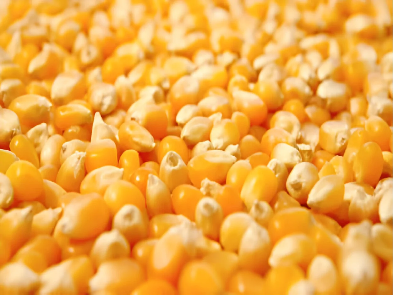 Corn