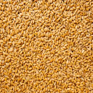Wheat